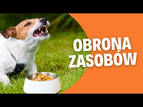 Resource Guarding - What to Do When Your Dog Growls at You?