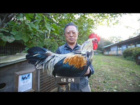 , title : '[MBC Documetary Special] -우리의 닭, 파주 현인 재래 닭 20180111'