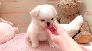 ハーフ犬の動画01