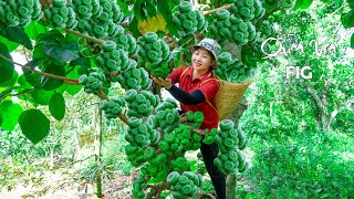 Lucia Harvesting Big Figs Fruit goes to the Market to Sell  - Cook Cooling Tea |Lucia Daily Life