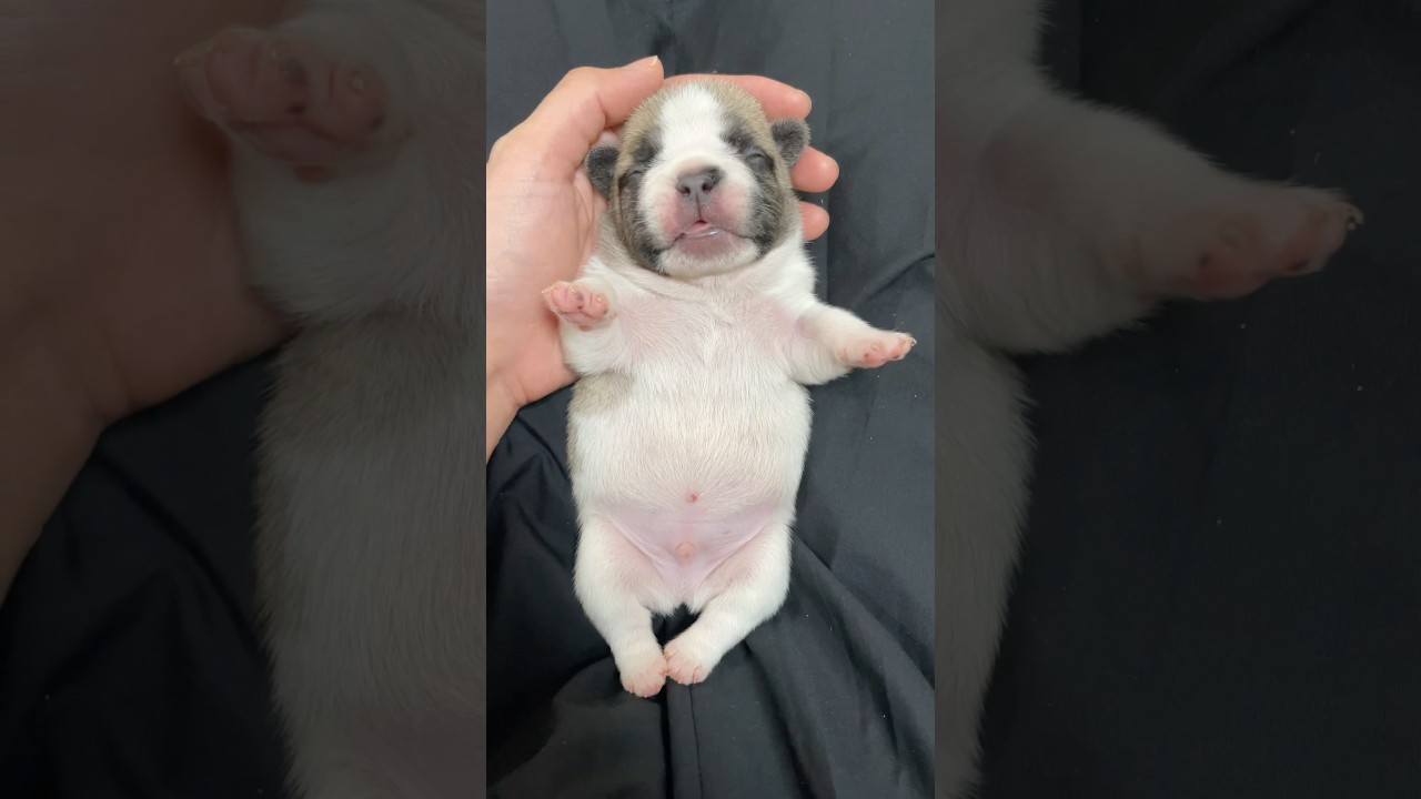 生後1週間 #フレブルパピー #frenchbulldog #フレブル