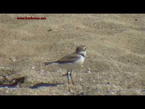 Chorlitejo patinegro ( Charadrius alexandrinus )