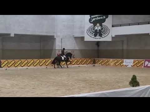Andalusian black horse 4 years. very good character