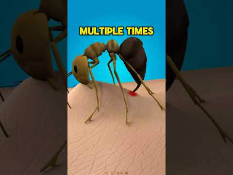 Stay AWAY From Fire Ants 😨 #viral