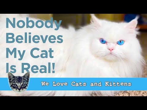 Meet A Tiny Fluffy Cat That Looks Like A Fluffy Cloud (Or Maybe A Potato...)!