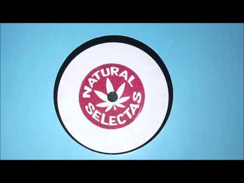 Hit & Kill feat. Ranking Sepah - Political Pressure