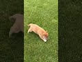 Shiba Inu dogs for sale: Cookie - Video 1