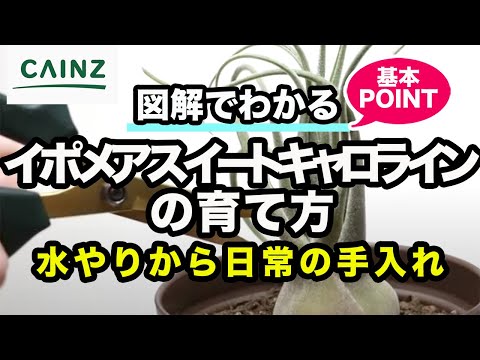 園芸 シスキユーのルウィージー