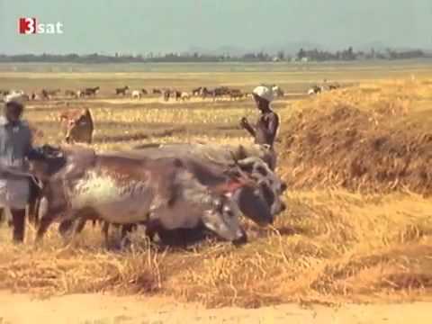 Das Mysterium des Shiva - Heilige Männer in Indien - Terra X - Teil 1