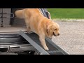 Rampe pour animaux BY WEATHERTECH