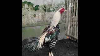 Download lagu Story wa ayam jago mp3