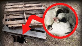 😱 Finding New Born Puppies On My Property (Massive Hole)