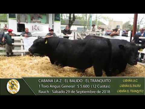 29-09-18 Venta de Toros Angus y Hereford Generales - Cabaña La Z - El Balido - El Tranquito - Rauch