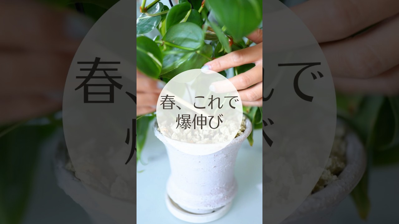 春、これやると観葉植物が爆伸びします｜春の育て方