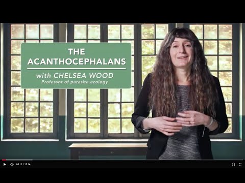 The acanthocephalans