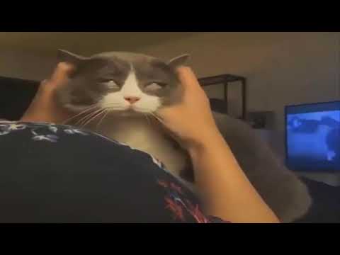 Cute Cat Really Loves Ear Scratching