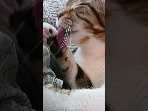 Cleanest Arm Ever - Cammie Slow-mo