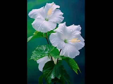 Flowers : Messengers of Love on 🌍 #sriaurobindo #themother #savitri