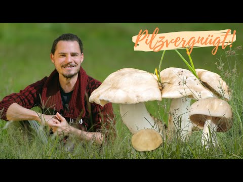 The MAY MUSHROOM in portrait 🧐 tasty spring mushroom, deadly mistaken partners and locations