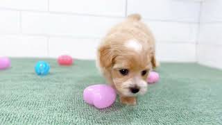 ハーフ犬の動画01