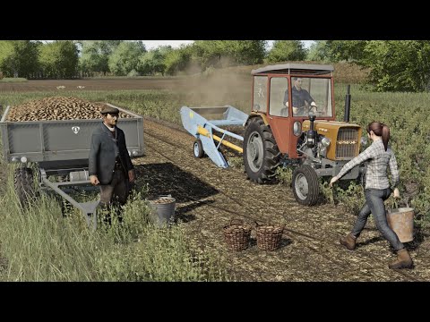 Wakacje w Boćkowie - Wykopki całą rodziną - Ursus 3P z Bolko