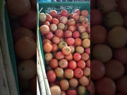verduras bastimento y frutas frescas en el mercado de la hermosa bosconia César