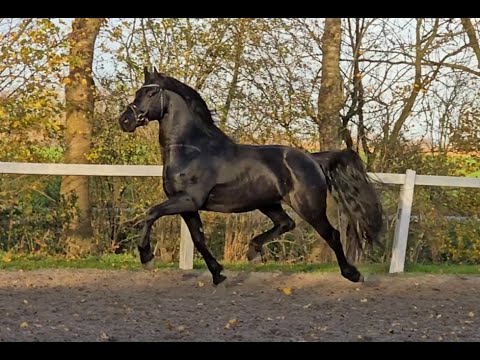 Stal Okkema's Jelle - Zotirco x Jasper -  Stallion - 2019 - 1.63m
