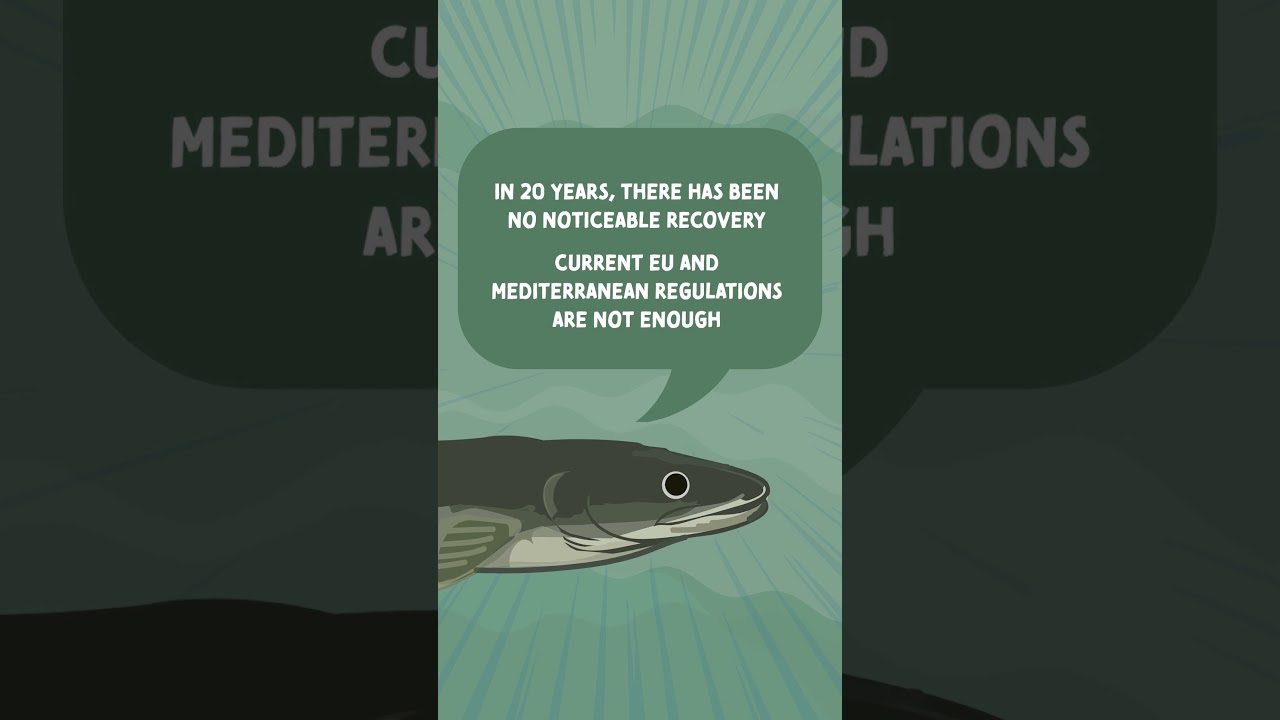Without action, eel recovery remains out of reach