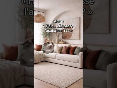 #chat #snapdrole #humour #chatstory #cat #drole #memechat #funny #animaux #animals