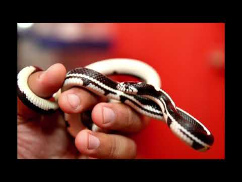 "Snek" - An Old Chinese Reading ｜ 上古漢語