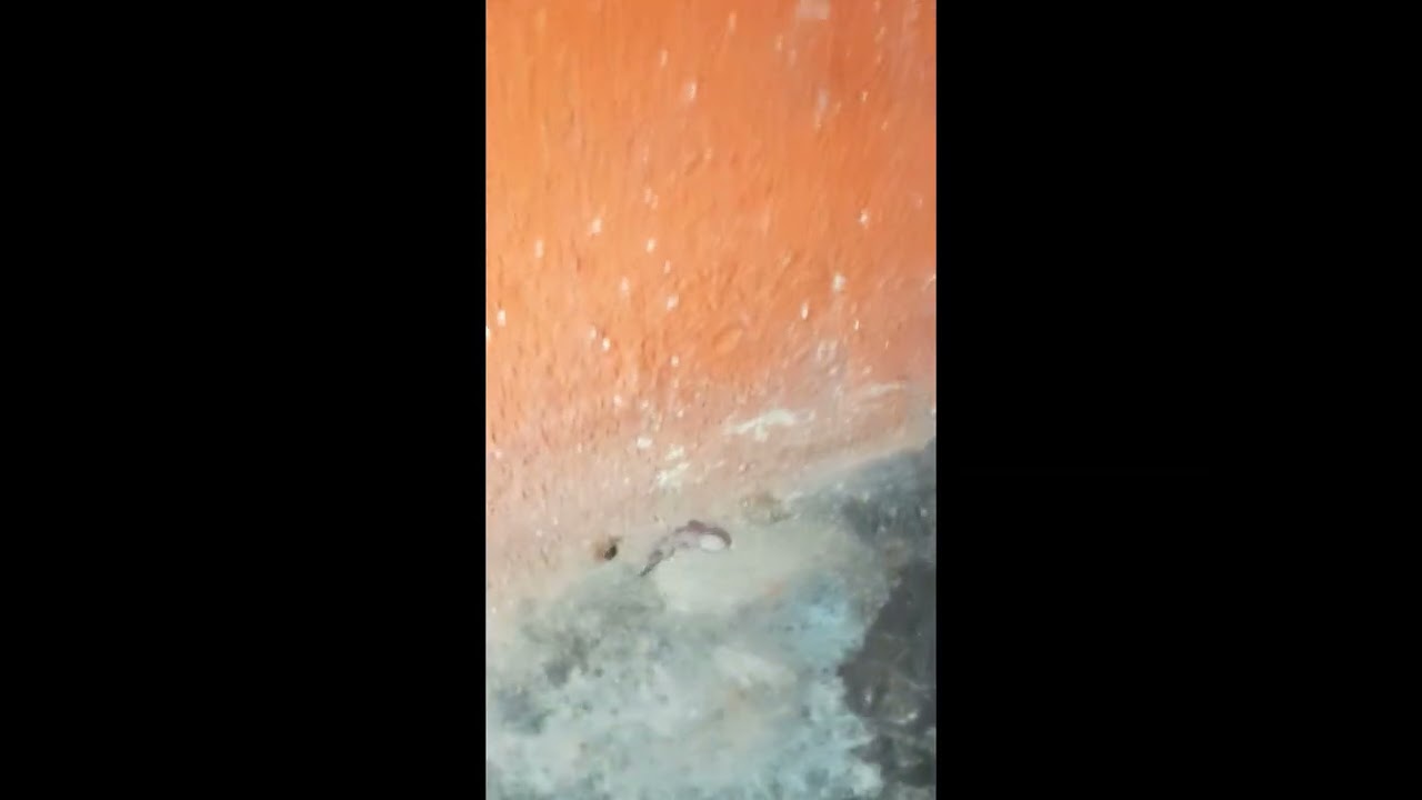 Little Lizard Plays Dead || ViralHog