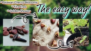 HOW TO~ germinate seeds 🌿 Palawan Cherry Blossoms, Fire Tree, Golden Shower #shorts #urbangardening