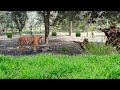 Tiger Attack In Real Life Tiger Ka Hamla