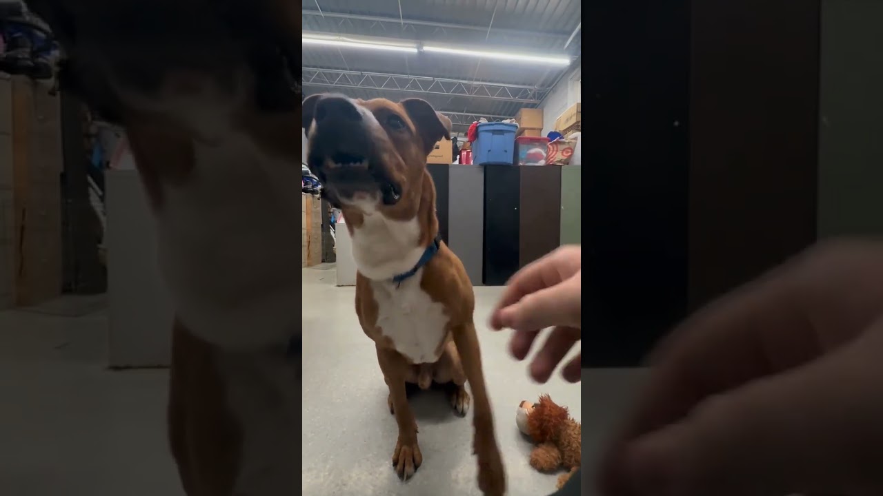 Enlarge Scrappy, a Adoptable mixed breed in Colorado Springs, CO video 6/6