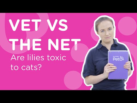 Are Lilies Toxic To Cats? - Vet Vs The Net
