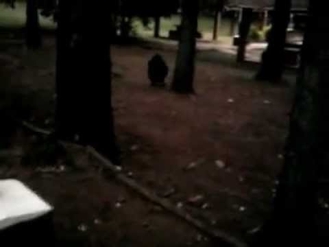 Aparición del pombero en garupa.