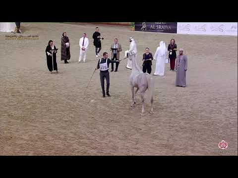 N 275 ARCADYA OS   22nd Qatar National 2019   Mares 4 to 6 Years old Class 9A
