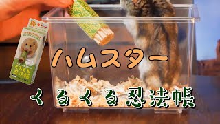 【ジャンガリアンハムスター】くるくる忍法帳でおやつをあげてみた