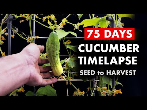 Growing CUCUMBERS 🥒 From Seed - 75 Days Time Lapse
