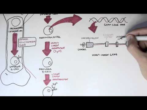 Immunology Overview