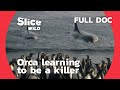 How does an Orca learn to hunt? | AI | Full Documentary
