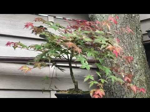 Bonsai works /Sommer Update Teil1 /Bonsai oder Kleinholz 2022-17