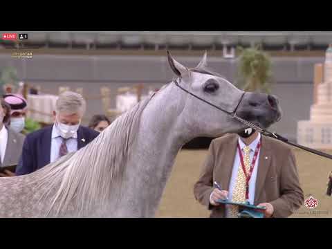 N 258 AHOOD UMM ALUDHAM   23rd Qatar National Arabian Horse Show   Fillies 3 Years Old Class 5