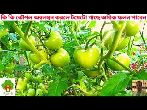 টমেটো গাছের পরিচর্যা। টমেটো গাছের যত্ন।  How to care tomato plant.