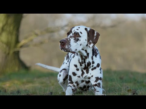 Revolutionize Your Dalmatian Grooming Routine With Adjustable Ear Templates