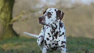 Grooming Tips for Dalmatians - How to Choose the Right Tools