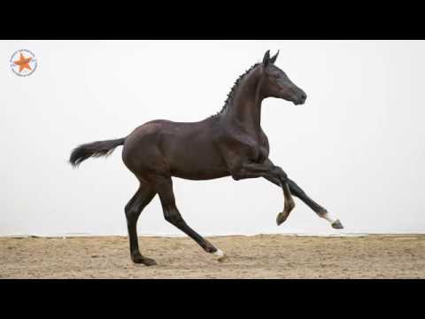 45. Olginia (Kingston x Bretton Woods) - www.prinsjesdag.eu