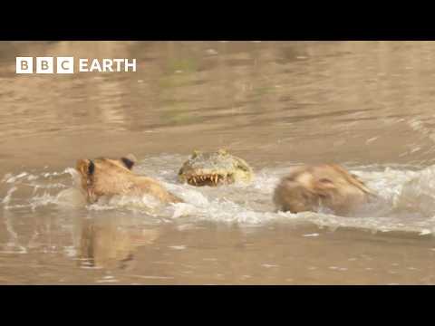 Lion Cubs Cross Croc-Infested Waters | Kingdom | BBC Earth