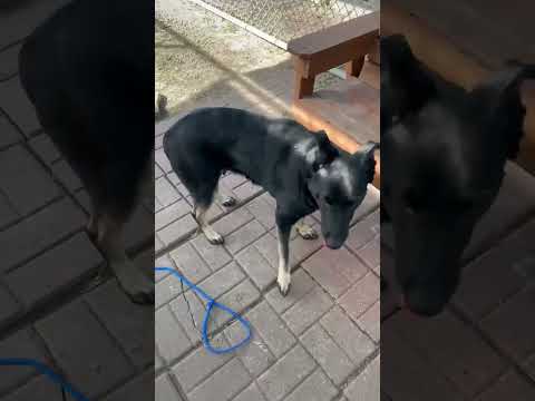 Trixie video