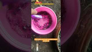 Download lagu UMPAN TEROBOSAN LELE BAWAL #mancingmania #mancinglele mp3 Download lagu UMPAN TEROBOSAN LELE BAWAL #mancingmania #mancinglele mp3